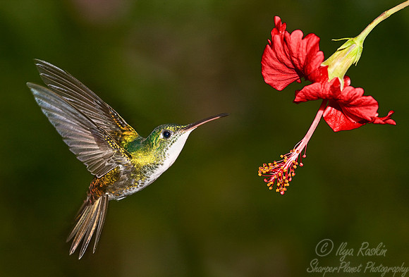 029 Andean Emerald - Ecuador