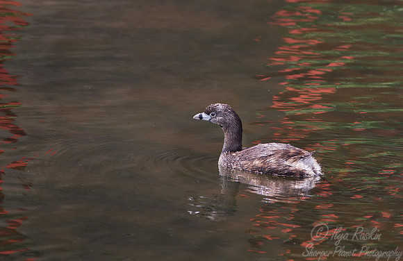 090 Pied-billed Grebe (Podilymbus podiceps) - Argentina