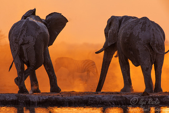 135 African Bush Elephant (Loxodonta africana) - Botswana