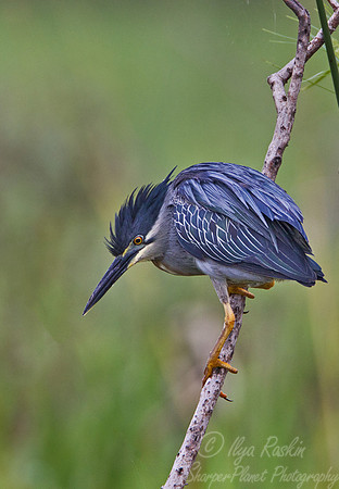 158 Striated Heron (Butorides striata) - Ibera Wetlands Argentina