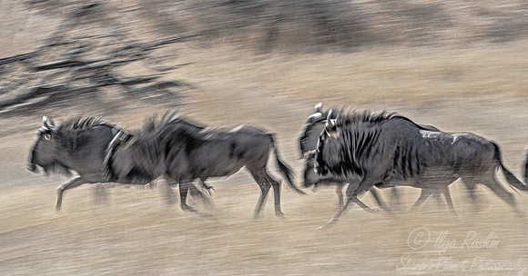 362 Blue wildebeests (Connochaetes taurinus) - Kgalagadi Transfrontier Park SA