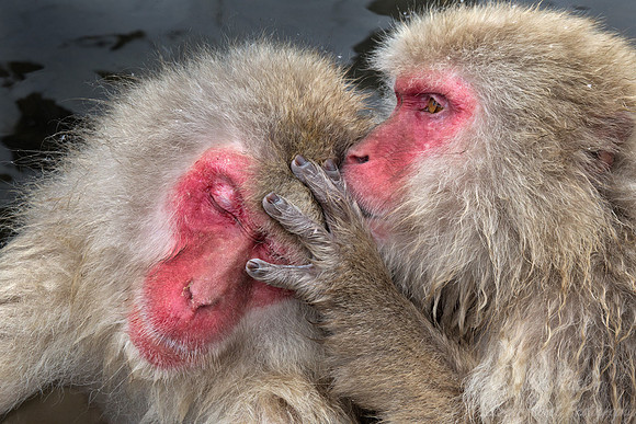 043 Japanese macaques (Snow monkeys)(Macaca fuscata) - Nagano Japan