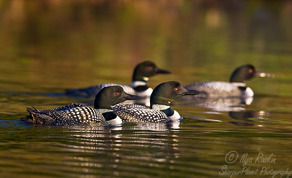 051 Common Loon - MI