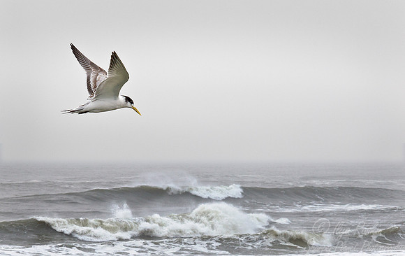 123 Swift Tern (Sterna bergii) - Namibia