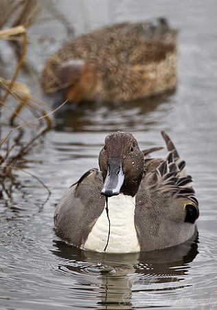 053 Northern Pintail (Anas acuta) - NJ