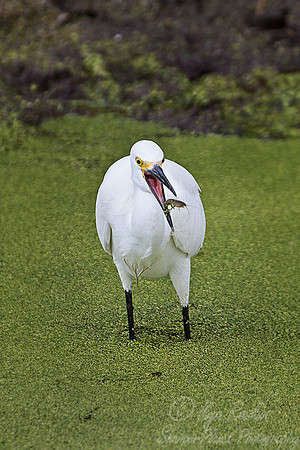 138 Snowy Egret (Egretta thula) - FL