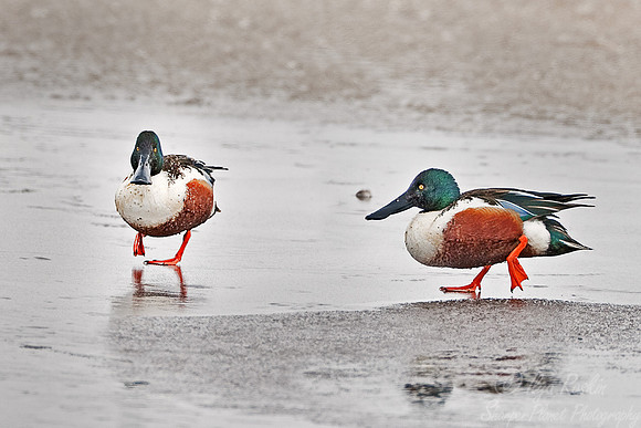 040 Northern Shoveler (Anas clypeata) Blackwater NWR - MD