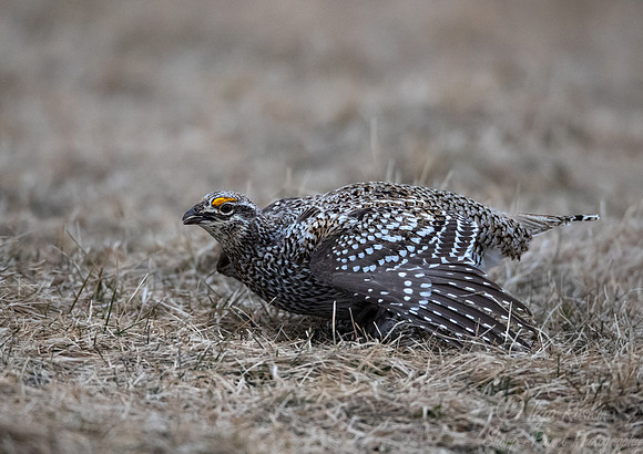 086 Sharp-tailed grouse (Tympanuchus phasianellus) - MN
