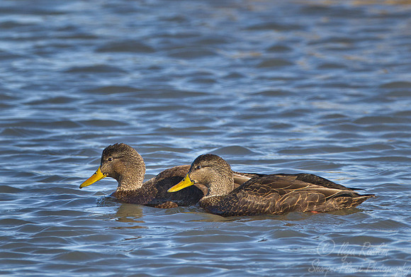 085 American Black Duck (Anas rubripes) - NJ