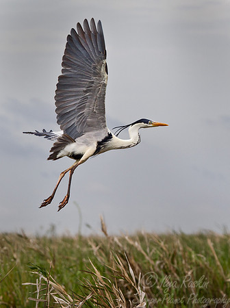 159 Cocoi Heron (Ardea cocoi) - Ibera Wetlands Argentina