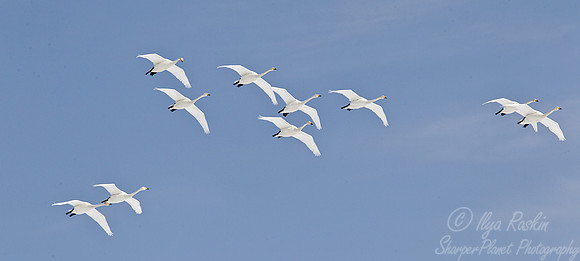 108 Whooper Swans (Cygnus cygnus) - Hokkaido Japan