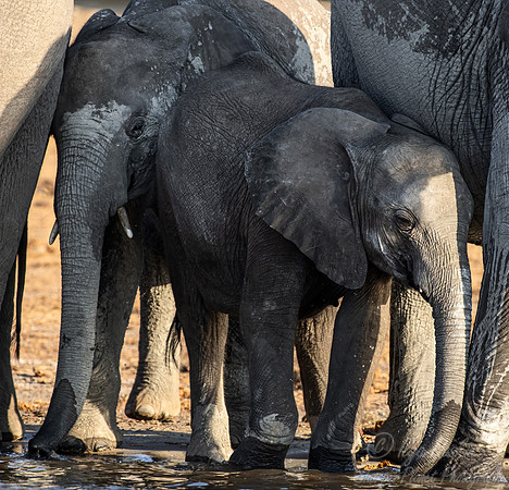 133 African Bush Elephants (Loxodonta africana) - Botswana