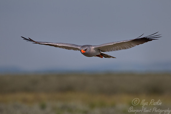088 Southern Pale Chanting Goshawk (Melierax canorus) - Etosha Namibia