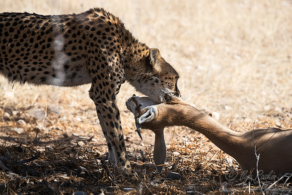196 Cheetah (Acinonyx jubatus) - Kgalagadi Transfrontier Park SA