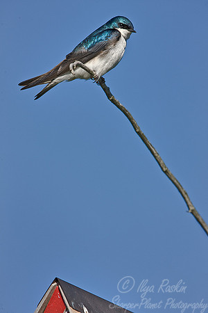 073 Tree Swallow - MI