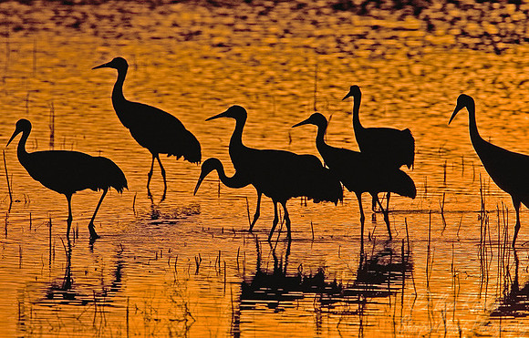 026_Sandhill Cranes_NM