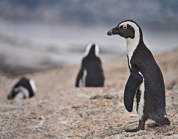 013 African Penguin_South Africa
