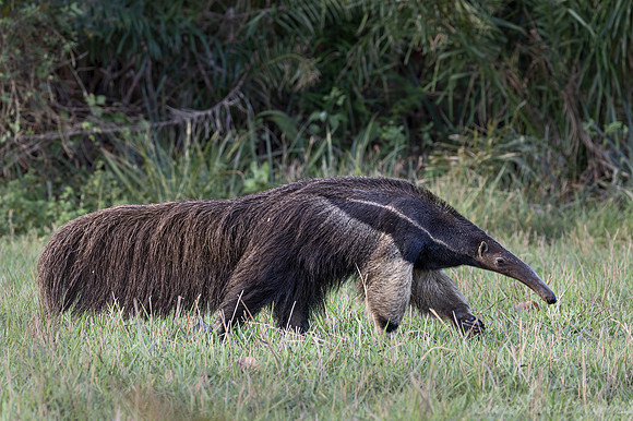 004 Giant anteater (Myrmecophaga tridactyla) - Pantanal Brazil
