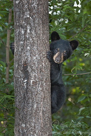 018_American Black Bear (Ursus americanus)_MN