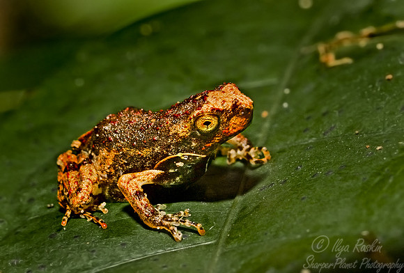 024_Frog_Ecuador