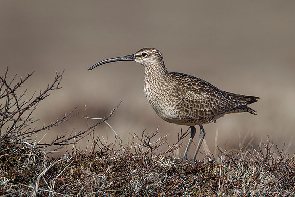 149 Whimbrel (Numenius phaeopus) - Nome AK