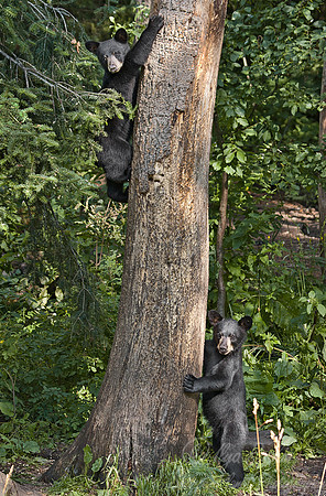 007_American Black Bears (Ursus americanus)_MN