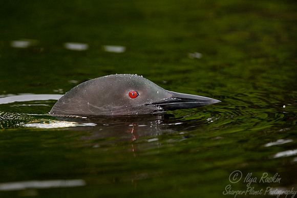 036 Common Loon - MI