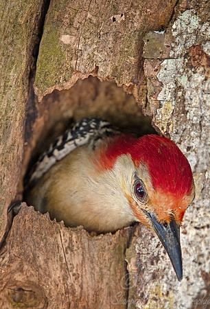 021 Red-bellied Woodpecker - FL