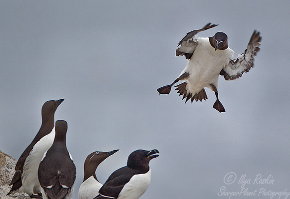040 Razorbills (Alca torda) - ME