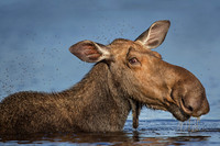 2014 Maine Moose 2