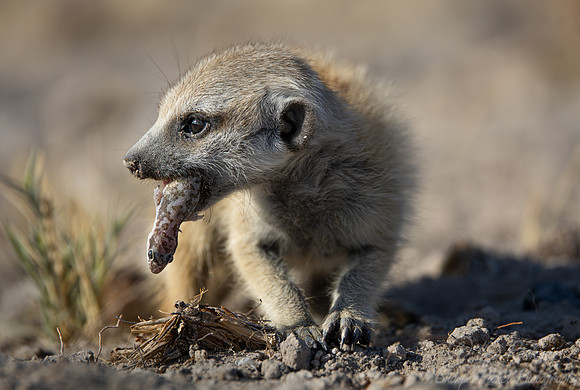 246 Meerkat or suricate cub (Suricata suricatta) - Botswana
