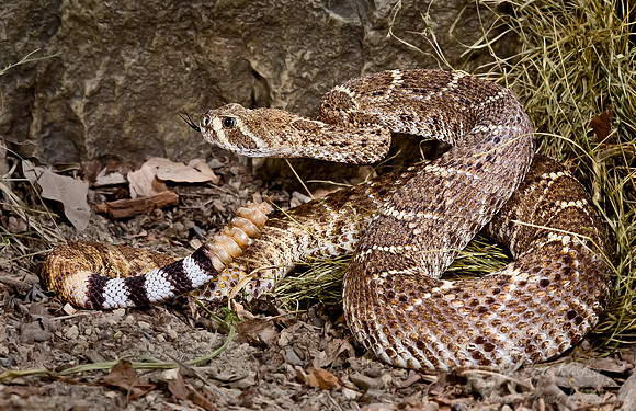 006_Eastern Diamondback Rattlesnake