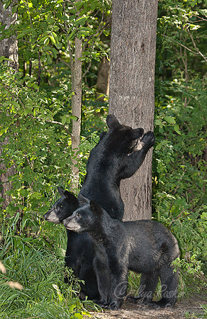 021_American Black Bears (Ursus americanus)_MN
