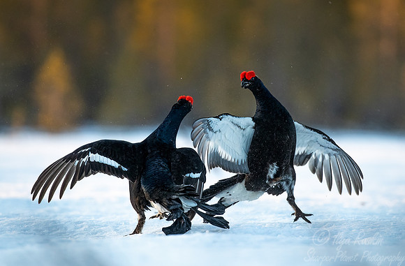 047 Black grouse (Lyrurus tetrix) - Finland