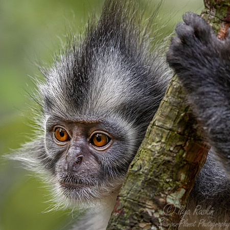 227 Thomas's langur (Presbytis thomasi) - Sumatra Indonesia