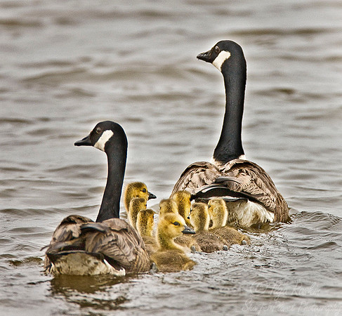 030 Canada Geese - NJ