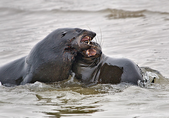 044 Brown Fur Seals (Arctocephalus pusillus) - Namibia
