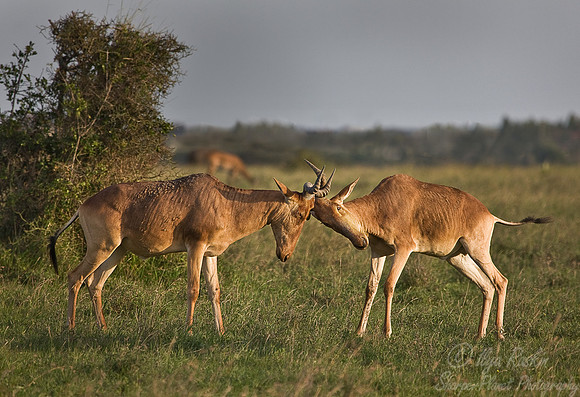 039_hartebeest (Alcelaphus buselaphus)_Nairobi National Park_Kenya