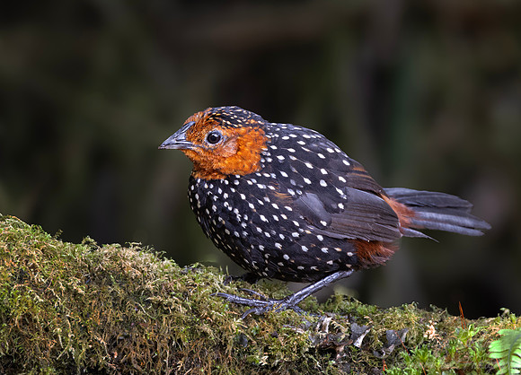 632 Ocellated tapaculo (Acropternis orthonyx) - Ecuador