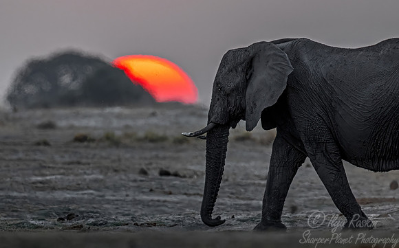 134 African Bush Elephant (Loxodonta africana) - Botswana