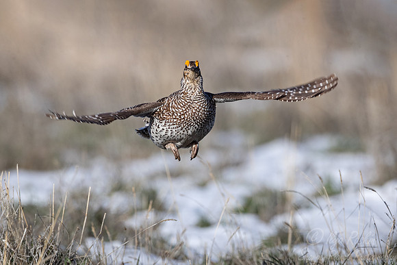 076 Sharp-tailed grouse (Tympanuchus phasianellus) - CO