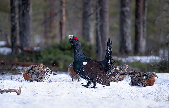 076 Capercaillie female (Tetrao urogallus) - Finland